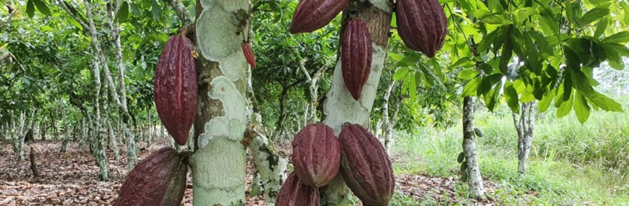 Advans Côte d’Ivoire assesses the impacts of climate change on cocoa farmers